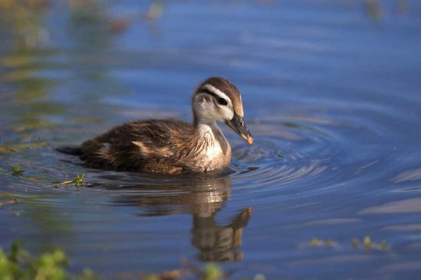 California, San Diego, Lakeside Wood Duckling
